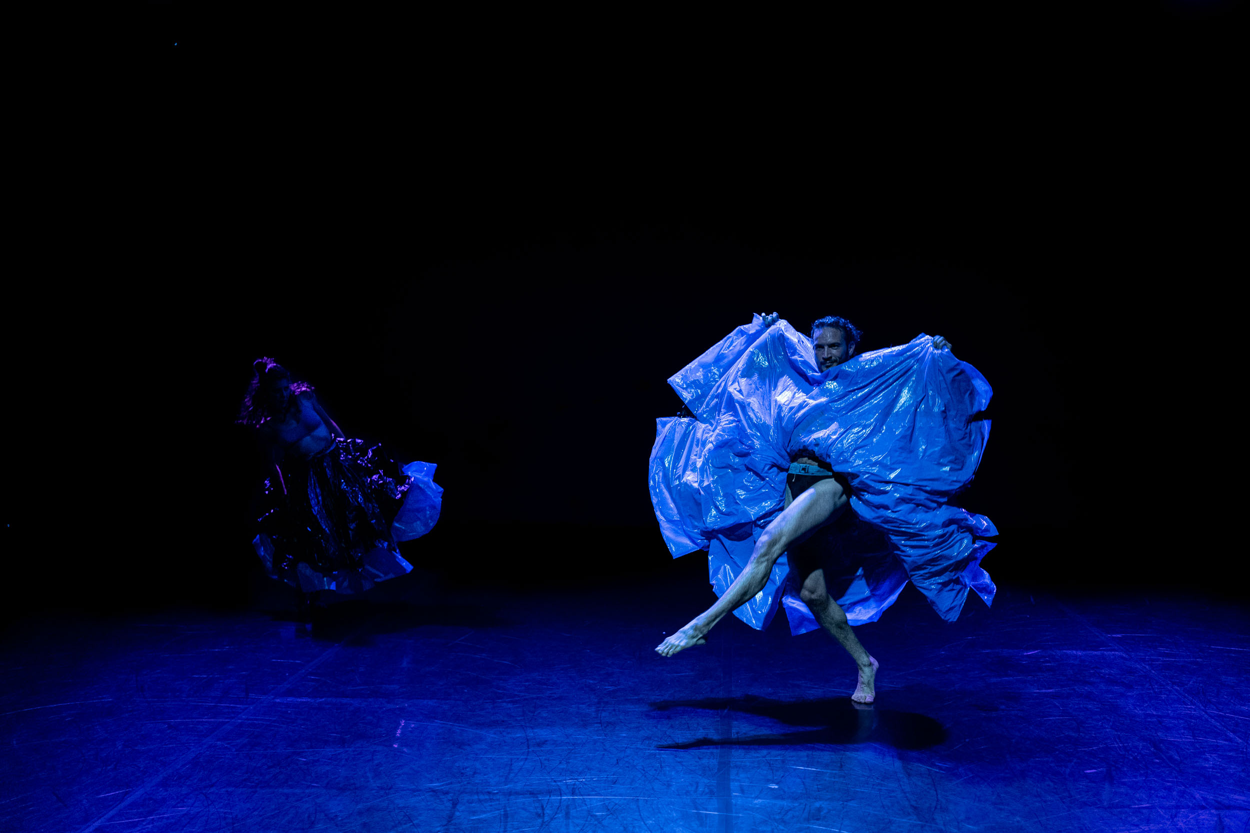 Birds of Paradise Performance 4