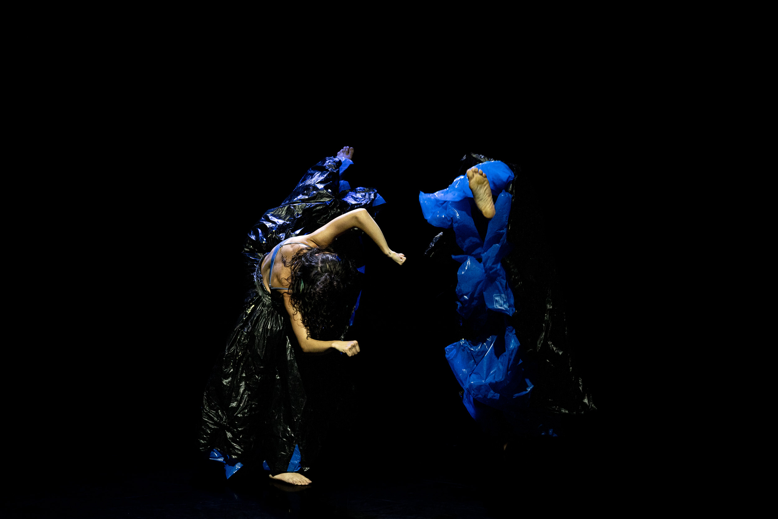 Birds of Paradise Performance 5